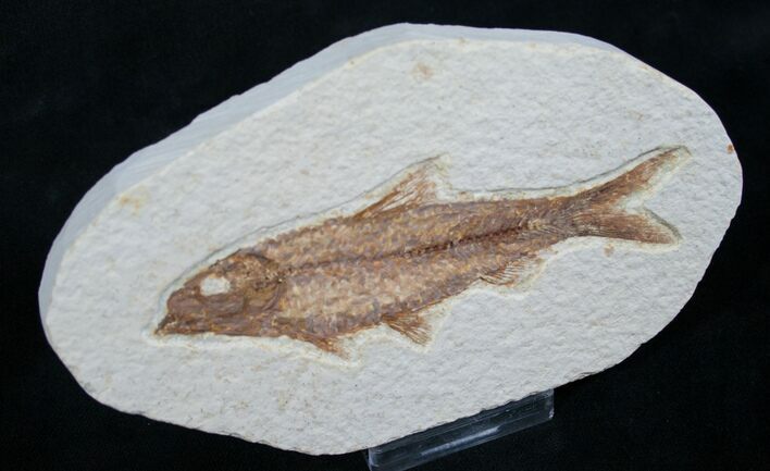 Knightia Fossil Fish - Wyoming #7585